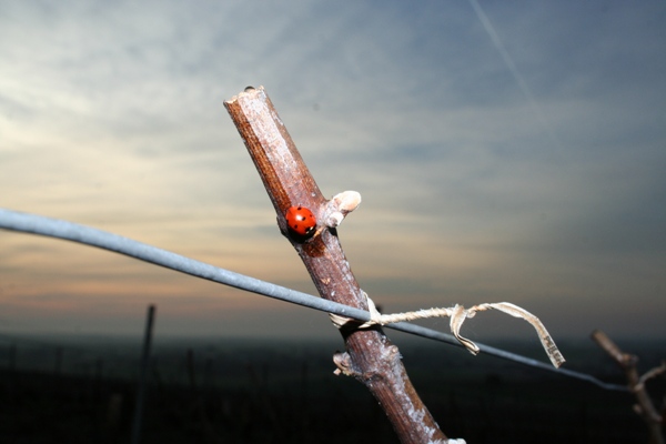 Mars - Coccinelle et bourgeon sur vigne liee