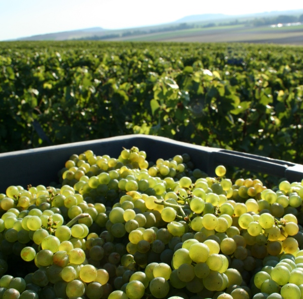 Septembre - chardonnays sous le soleil de la vendange 2015