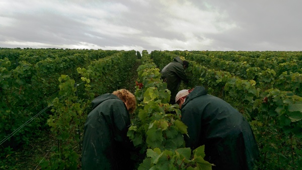 Septembre - vendange sous la pluie