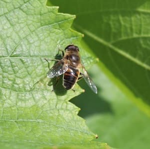 Abeille sur feuille de vigne