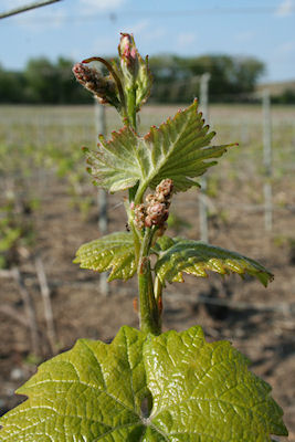 apparition des raisins en Champagne fin avril 2011