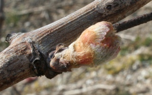 Bourgeon des vignes de champagne avril 2007