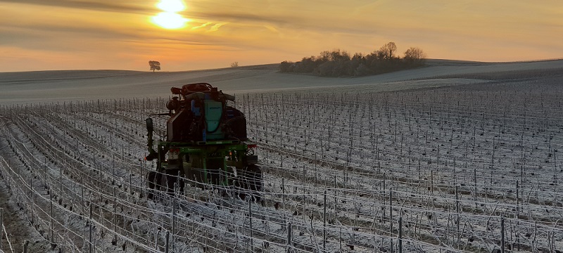 la taille dans nos vignes en champagne janvier 2019