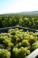 Caisse de raisins Chardonnay vendanges 2015