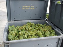 Caisses de raisin en champagne