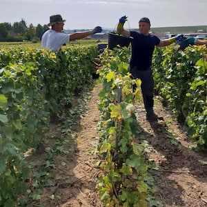 Passage de panier de raisins pendant les vendanges en septembre