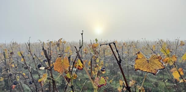 Recoltant manipulant en champagne decembre