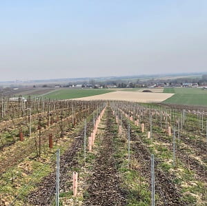 Le travail du vigneron en mars en Champagne