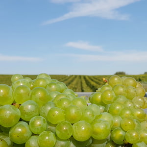 Cépage Chardonnay pour créer le champagne blanc de blancs 