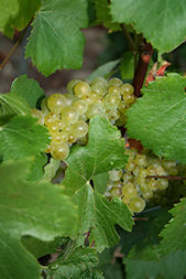 Comparaison d'un jus de raisin chardonnay et d'un pinot meunier en sortie de pressoir