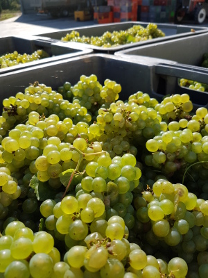 Chardonnays en attente d etre presses