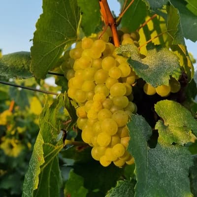 Champagne blanc de blanc chardonnay