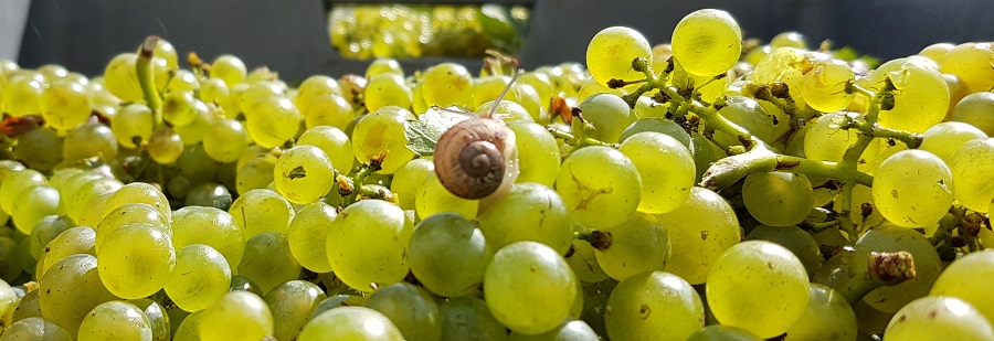 Les chardonnays etaient trop beau l escargot s est laisse tenter