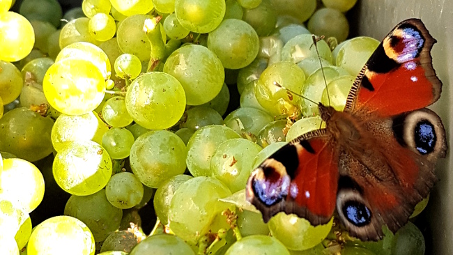 Papillon qui apprecie nos chardonnays