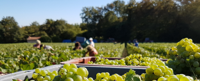 Vendangeurs en champagne 2016