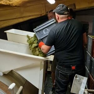 Chargement du pressoir pendant les vendanges 2022