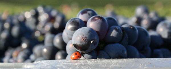 La coccinelle et la grappe de raisin