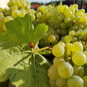 Coccinelle et raisin en champagne