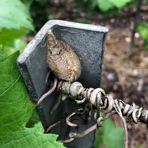 Cocon de mante religieuse dans les vignes de Champagne