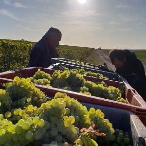 Debardage des caisses de raisin