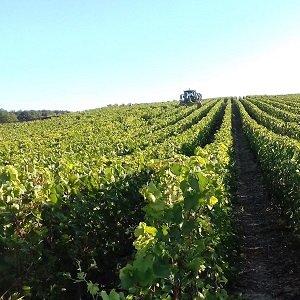 Effeuilleuse dans les vignes de Champagne
