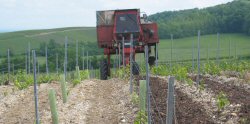 Ependage des écorces dans les vignes de champagne