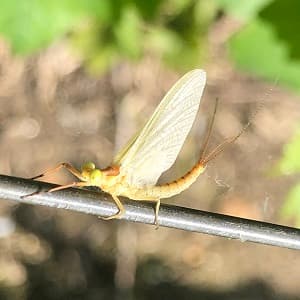 Mouche de mai ou ephemera danica sur fil de relevage