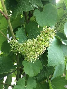 La fleur de vigne en juin en Champagne et le travail du vigneron