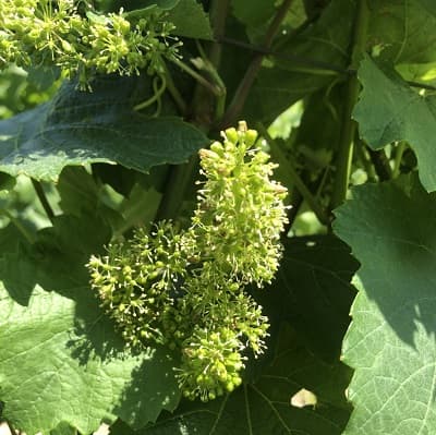 Champagne 100% chardonnay georges de la chapelle