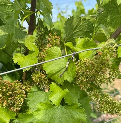 Petit producteur en champagne en juin