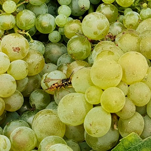 le jus de raisin sucr� �tait un festin pour les guepes