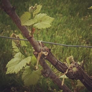 Vigne de chardonnay au 24 avril 2018 Vert Toulon