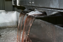 Jus de raisin en sortie du pressoir