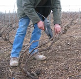 Liage des vignes en Champagne