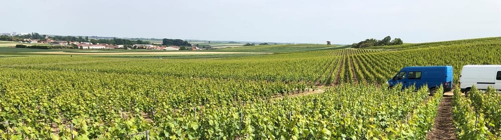 Les vignes de Champagne en mai pour un vigneron