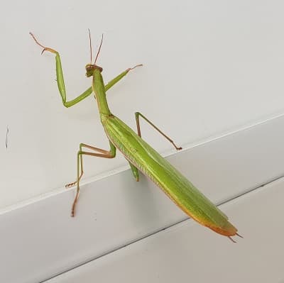 mante religieuse dans le bureau du pressoir