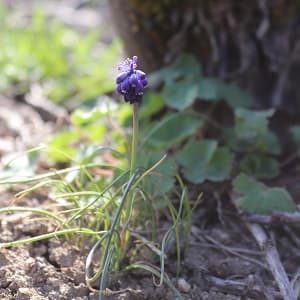 Muscari au pied des vignes de Champagne