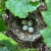 Juin en Champagne nature relevage et palissage