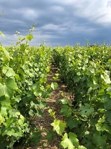 le palissage des vignes de Champagne en juin