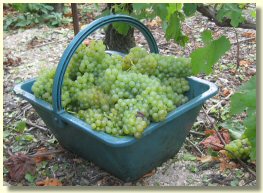 Panier de raisins Chardonnay coupés pendant les vendanges 2004