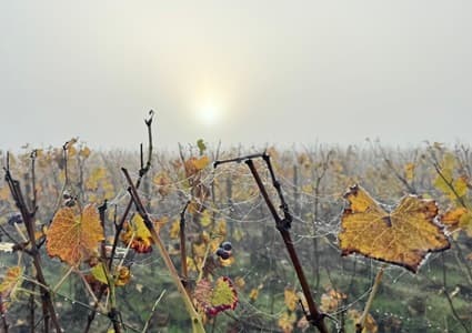 Producteur de champagne en juin 2025