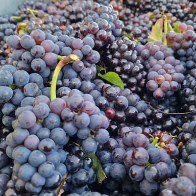 Cepage pinot noir pour creation de notre champagne