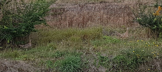 La poule faisanne et son petit qui nous ont rendu visite plusieurs fois au pressoir