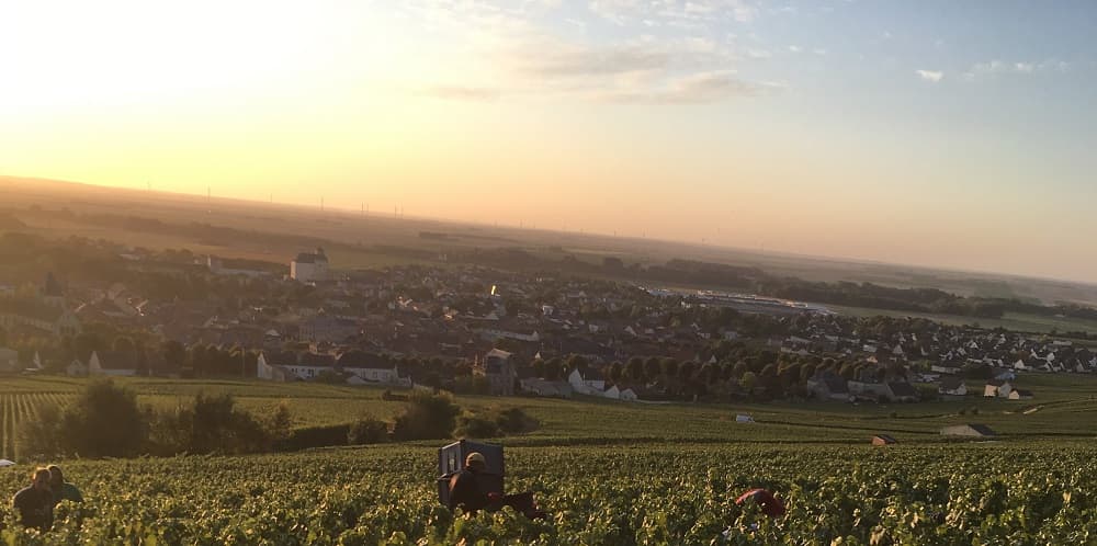 Lever de soleil sur nos vignes premier cru de Vertus