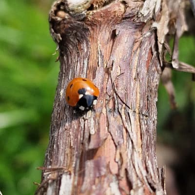 Vignes de champagne en fevrier