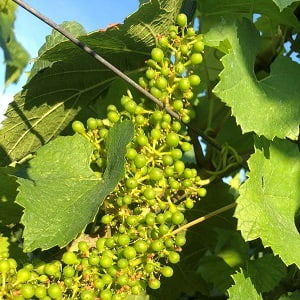Les raisins grossissent au mois de juin