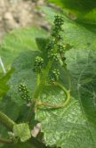 Raisins de champagne début juin 2006