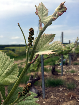 La vigne en Champagne mai 2015
