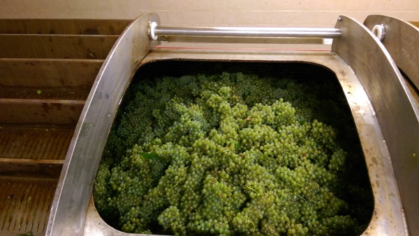 Une superbe qualite de raisin dans les pressoirs cette annee