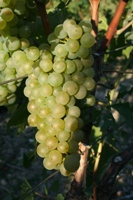 Raisin Chardonnay de champagne vendange 2015